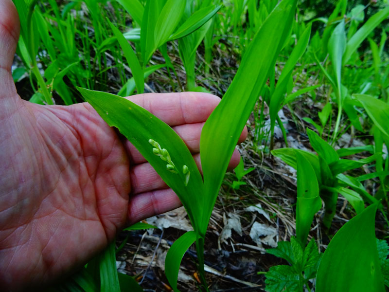 Convallaria majalis - Veratrum album e Cypripedium calceolus